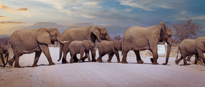 elephants crossing a street