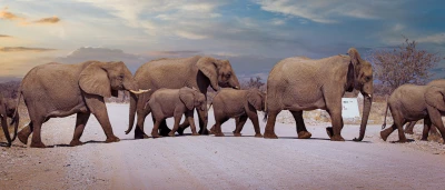 elephants crossing a street