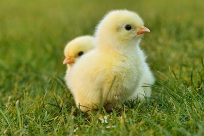 Two chicks in the grass