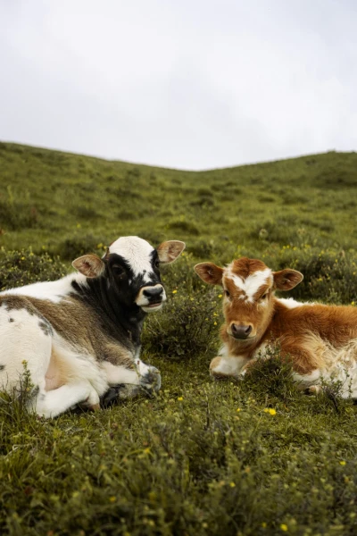 Calf and Cow