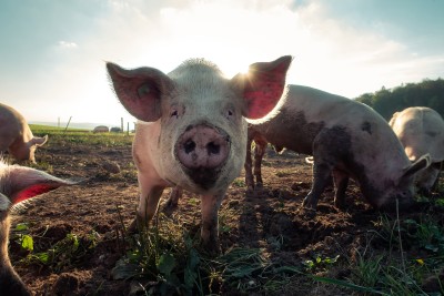 A pig looks directly in the camera