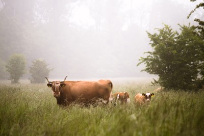 Cows are standing in a meadow