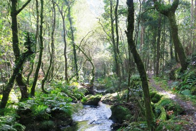 Forest in galicia