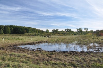 Water buffalo farming on the wet moorland of the Sernitz
