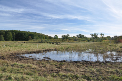 Water buffalo farming on the wet moorland of the Sernitz