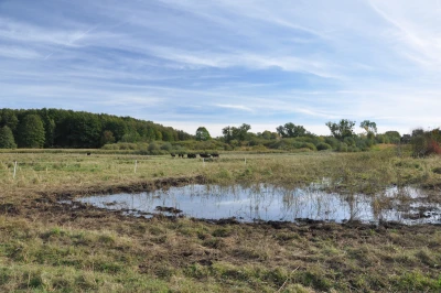 Water buffalo farming on the wet moorland of the Sernitz