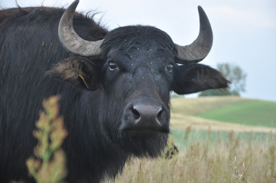 Water buffalo
