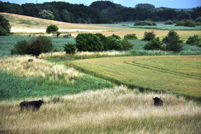 Landscape of the Sernitz lowlands