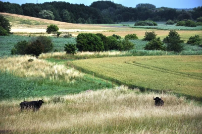 Landscape of the Sernitz lowlands