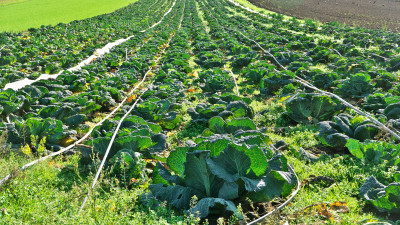 A field