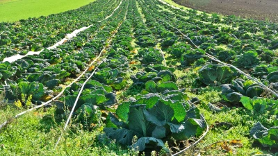 A field