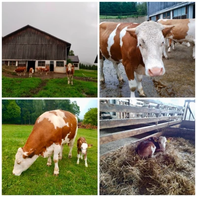 collage Zenzlhof