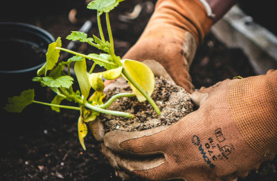 Hands holding a green plant on a black pot