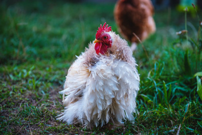 A chicken