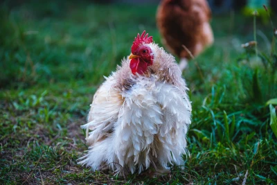 A chicken