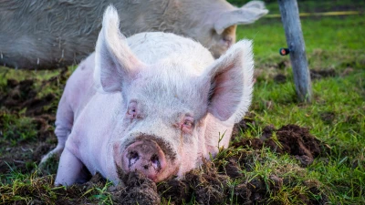 A pig