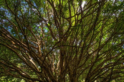 A treetop