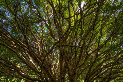A treetop