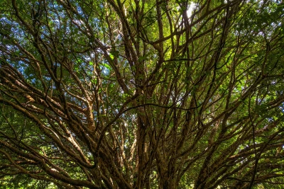 A treetop