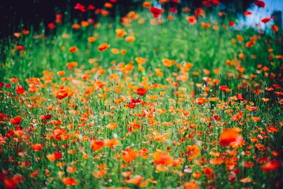 poppies