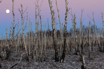 Viele Bäume 
